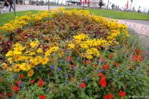 Sunflowers and other flowers near the Quebec Château Frontenac Fairmont Hotel.jpg